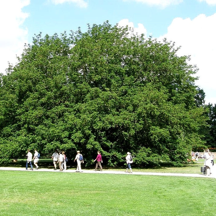 Kaukasische Flügelnuss (Pterocarya fraxinifolia)