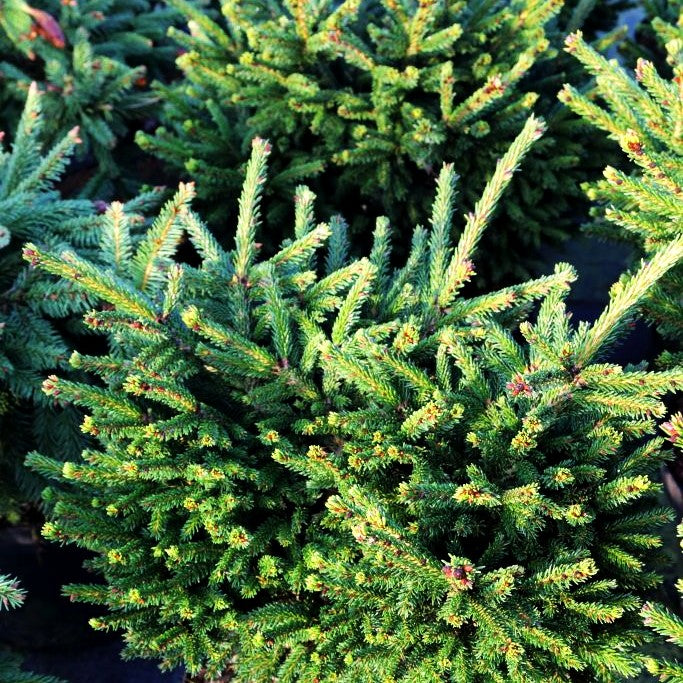 Kaukasische Zwergfichte 'Barnes' (Picea orientalis)