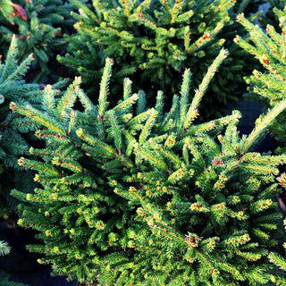 Kaukasische Zwergfichte 'Barnes' (Picea orientalis)