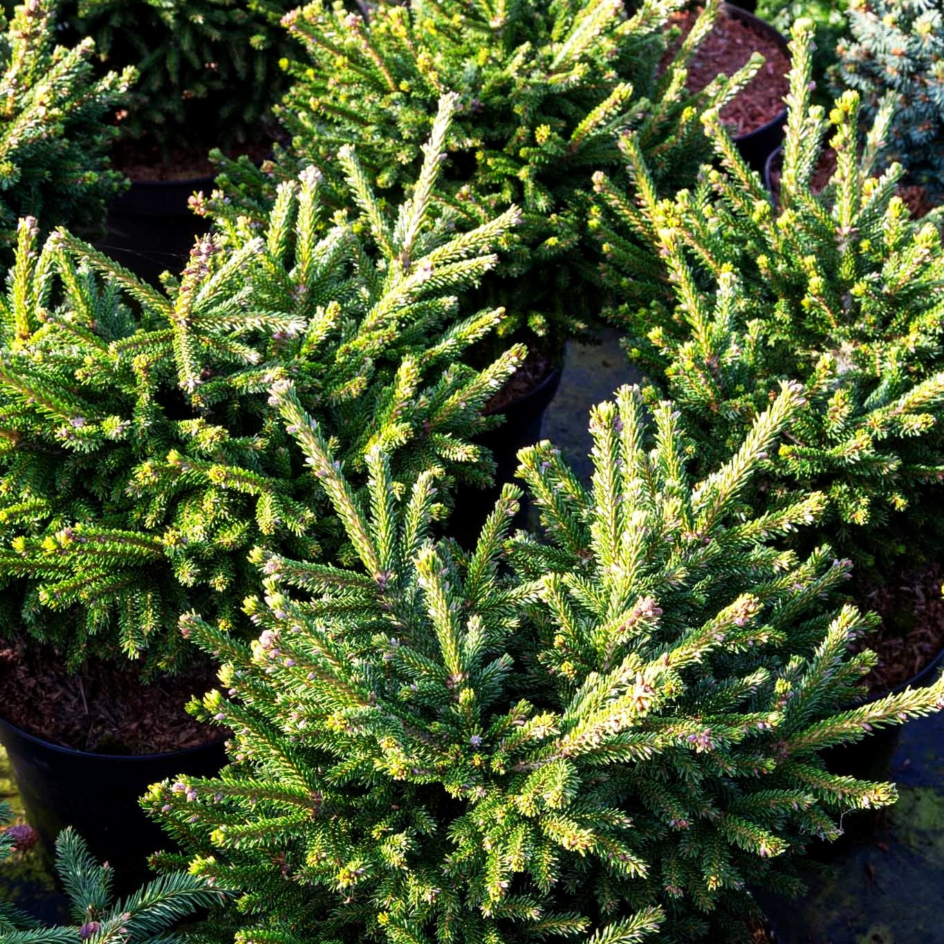 Kaukasische Zwergfichte 'Barnes' (Picea orientalis)