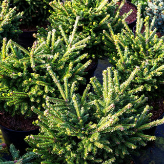 Kaukasische Zwergfichte 'Barnes' (Picea orientalis)