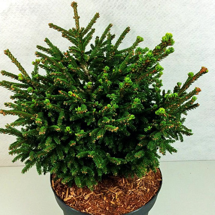 Kaukasische Zwergfichte 'Barnes' (Picea orientalis)