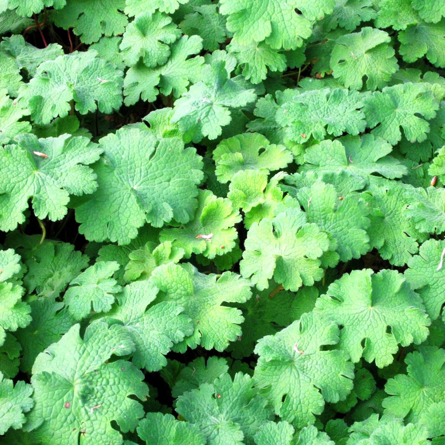 Kaukasischer Storchschnabel 'Turco' (Geranium ibericum)