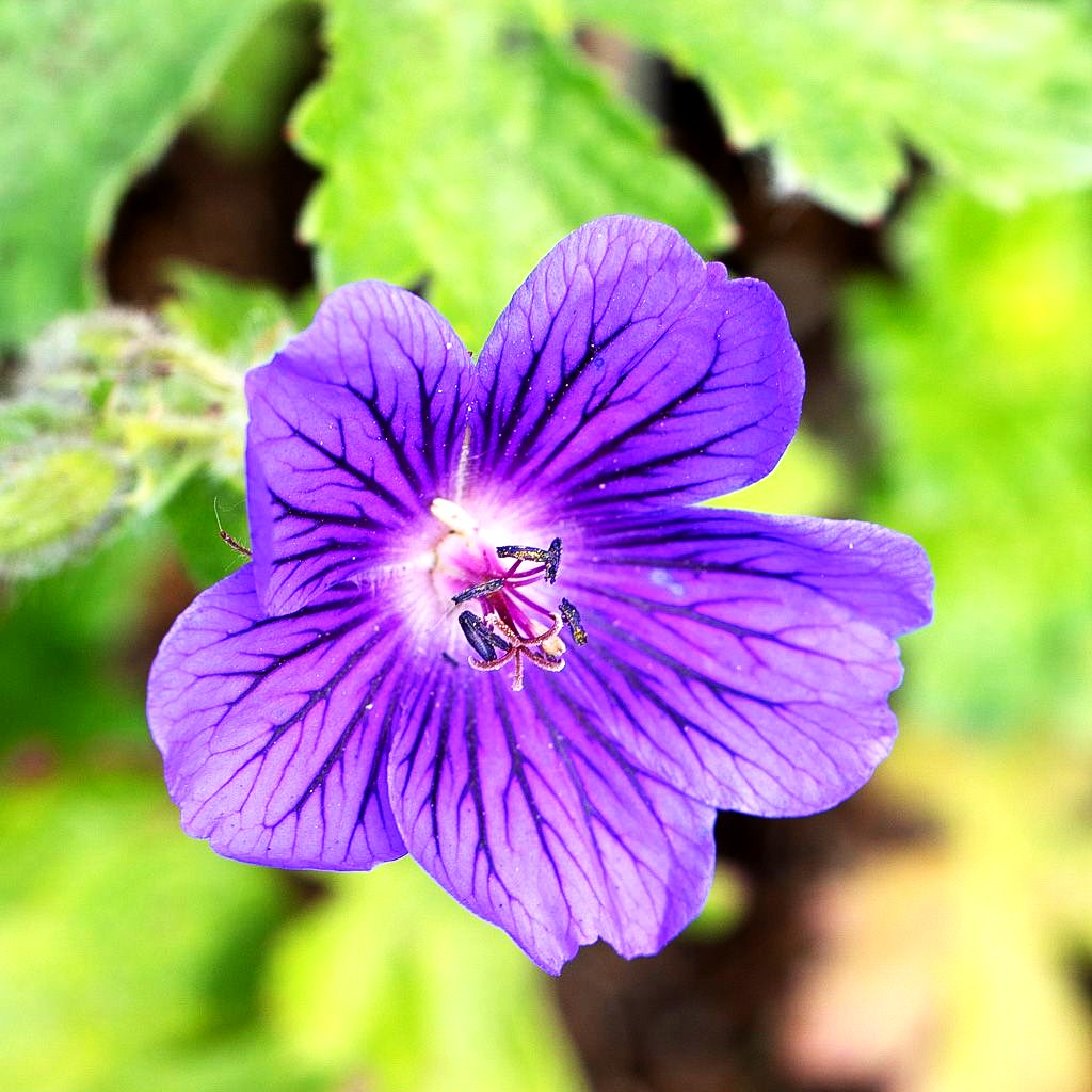 Kaukasischer Storchschnabel 'Turco' (Geranium ibericum)