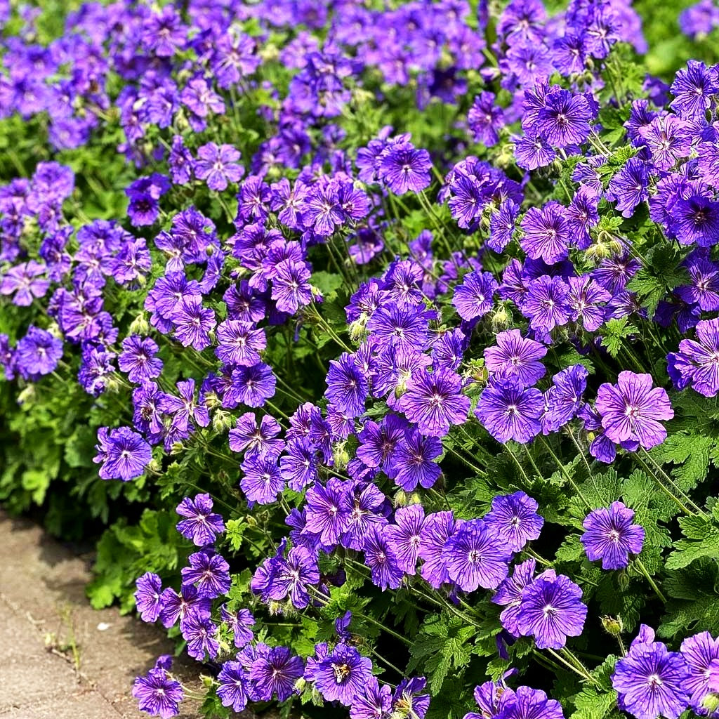 Kaukasischer Storchschnabel 'Turco' (Geranium ibericum)