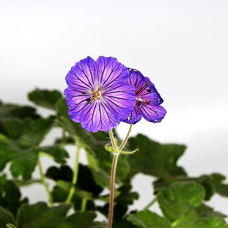 Kaukasischer Storchschnabel 'Turco' (Geranium ibericum)