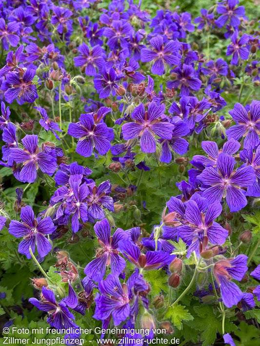 Kaukasischer Storchschnabel 'Vital' (Geranium ibericum)