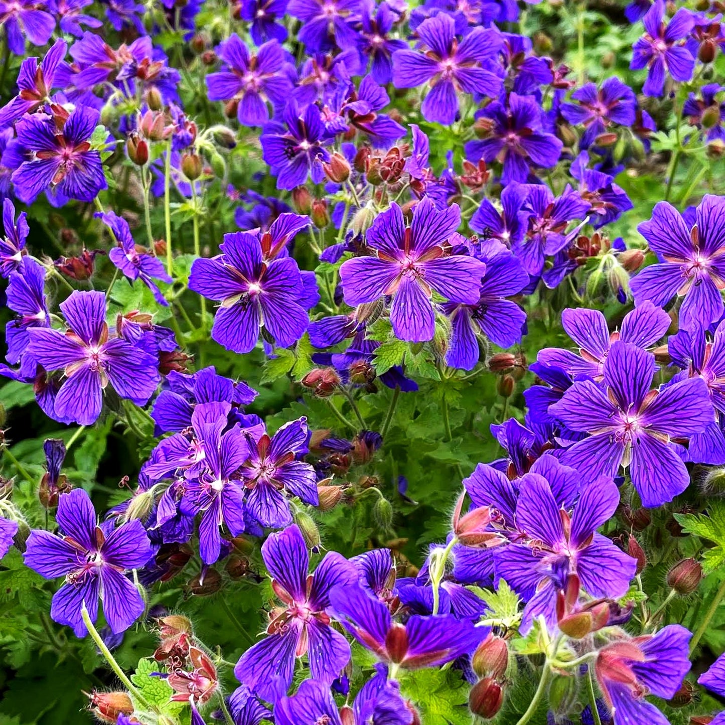 Kaukasischer Storchschnabel 'Vital' (Geranium ibericum)