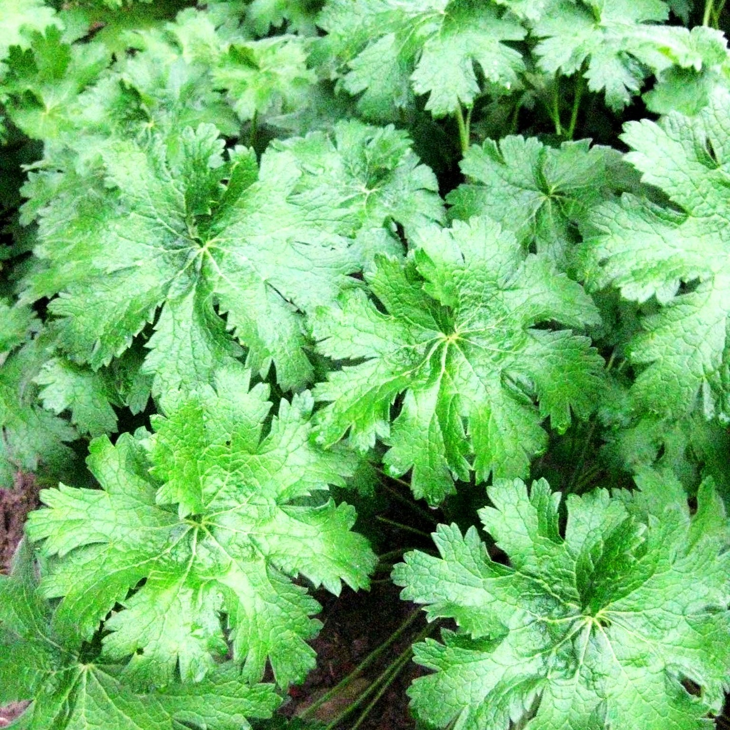 Kaukasischer Storchschnabel 'Vital' (Geranium ibericum)