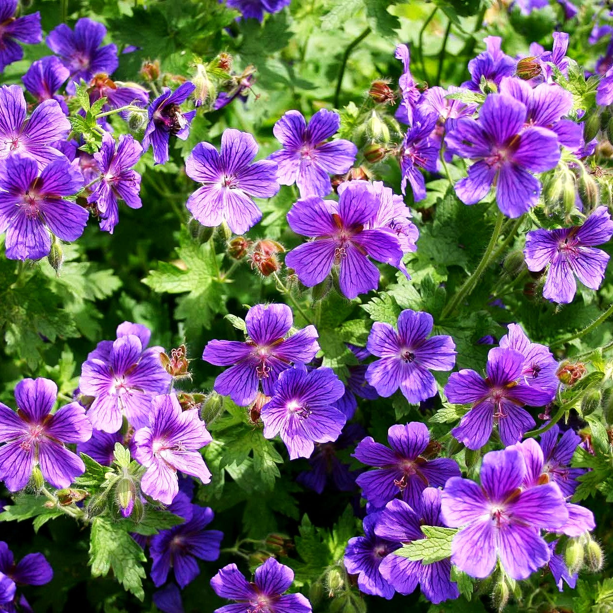 Kaukasischer Storchschnabel 'Vital' (Geranium ibericum)
