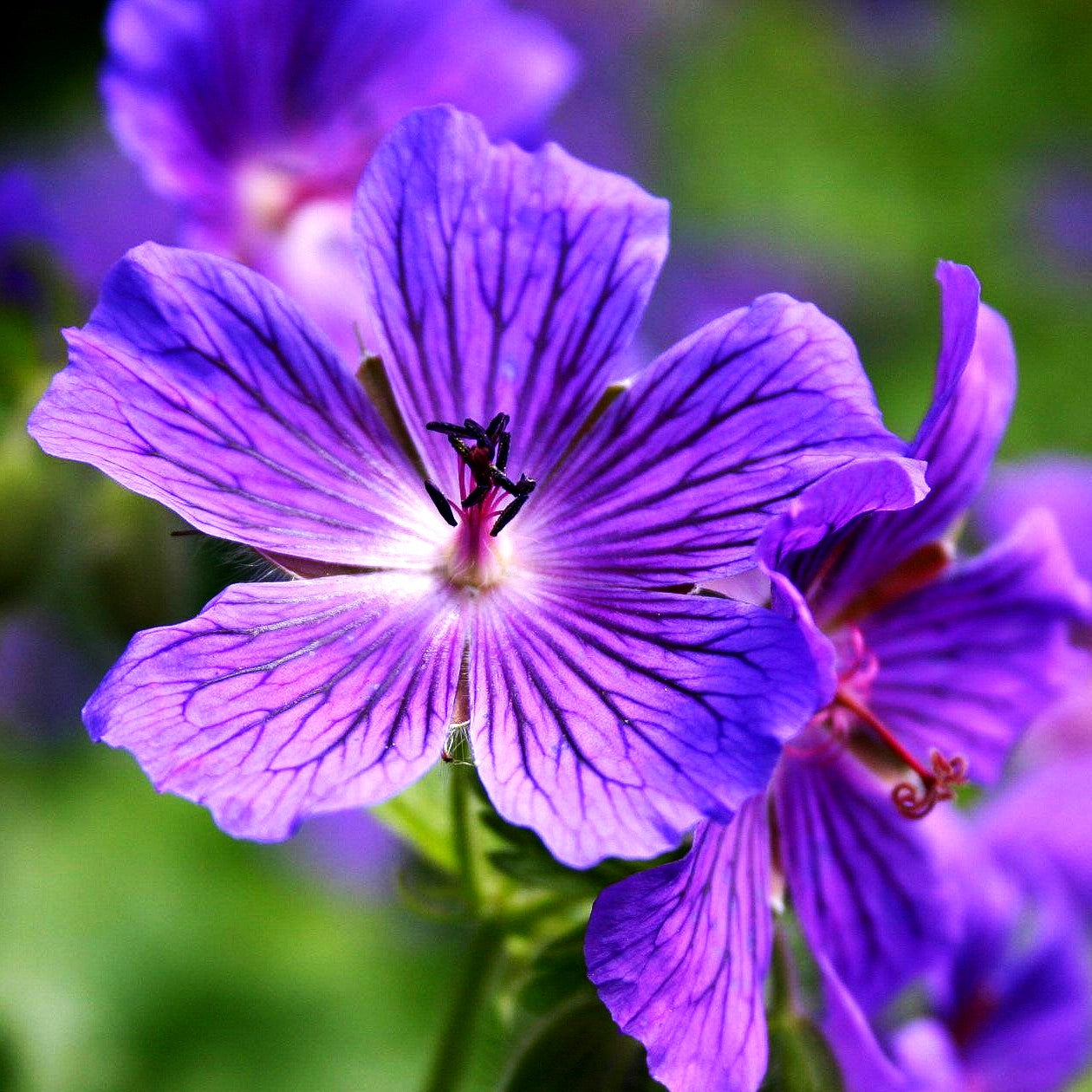 Kaukasischer Storchschnabel 'Vital' (Geranium ibericum)