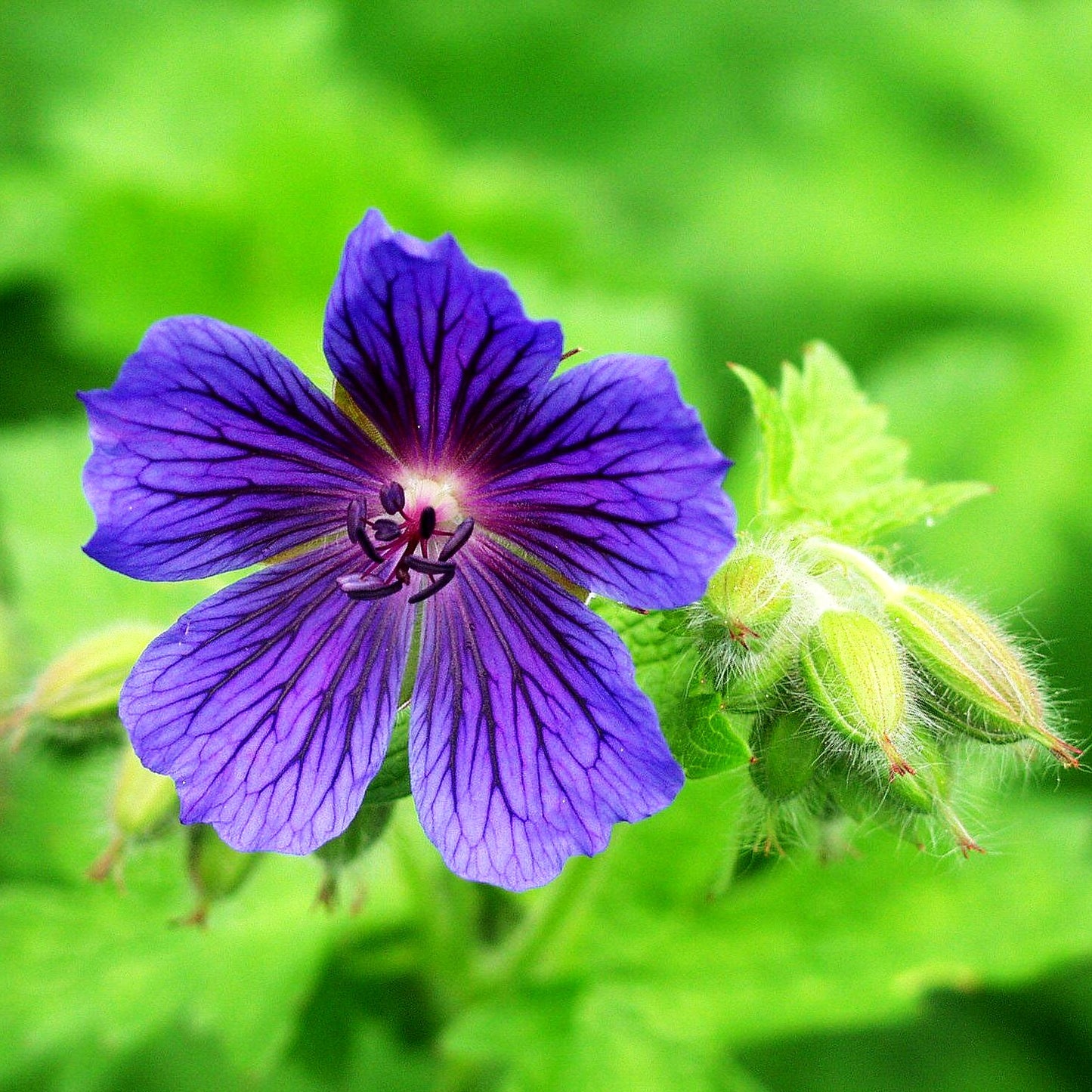 Kaukasischer Storchschnabel 'Vital' (Geranium ibericum)