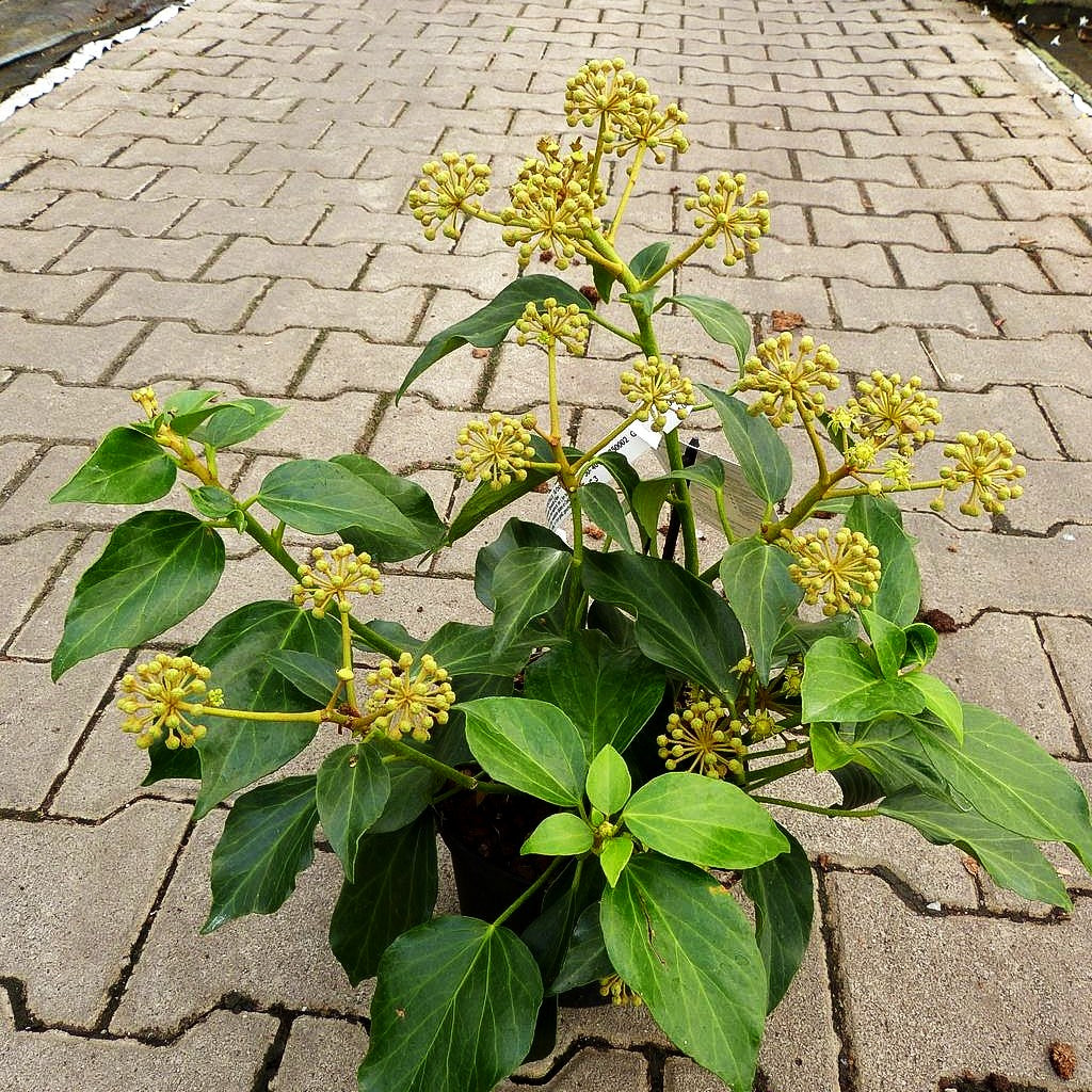 Kaukasischer Strauch-Efeu 'Arborescens' (Hedera colchica)