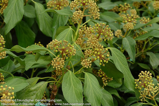 Kaukasischer Strauch-Efeu 'Fall Favourite' (Hedera colchica)