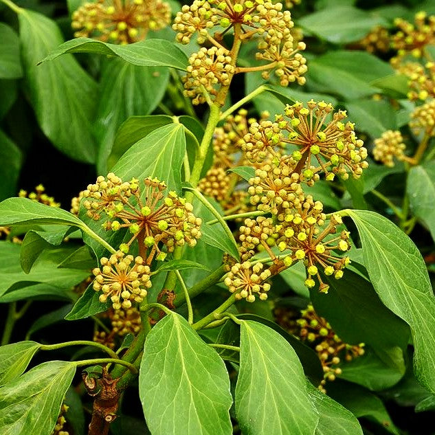 Kaukasischer Strauch-Efeu 'Fall Favourite' (Hedera colchica)
