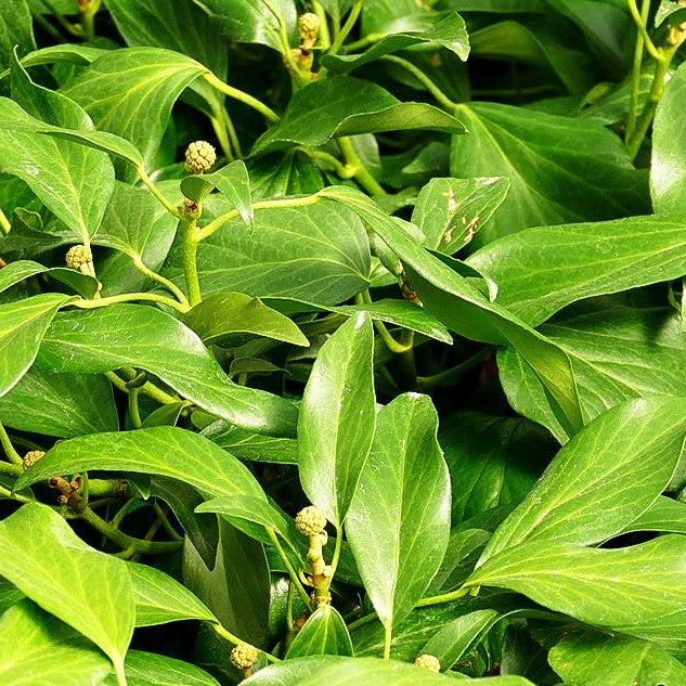 Kaukasischer Strauch-Efeu 'Fall Favourite' (Hedera colchica)