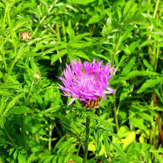 Kaukasus-Flockenblume (Centaurea dealbata)