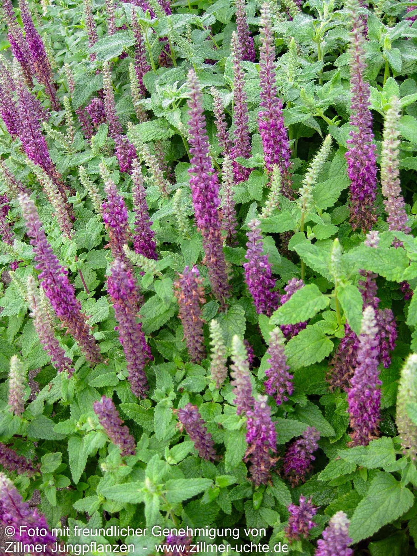 Kaukasus-Gamander 'Paradise Delight' (Teucrium hyrcanicum)