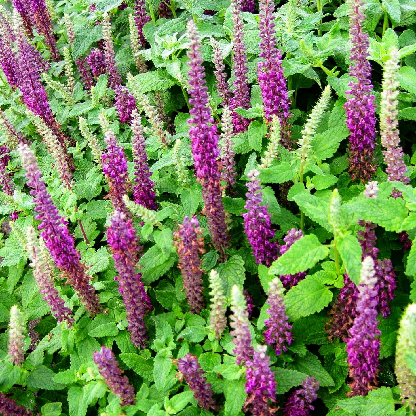 Kaukasus-Gamander 'Paradise Delight' (Teucrium hyrcanicum)