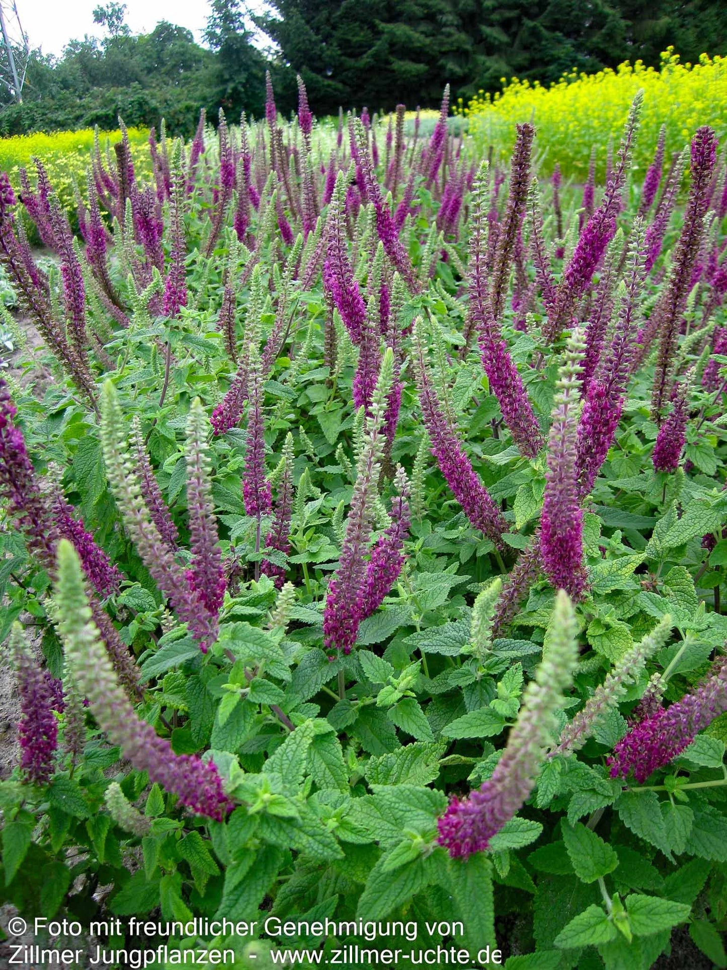 Kaukasus-Gamander 'Paradise Delight' (Teucrium hyrcanicum)