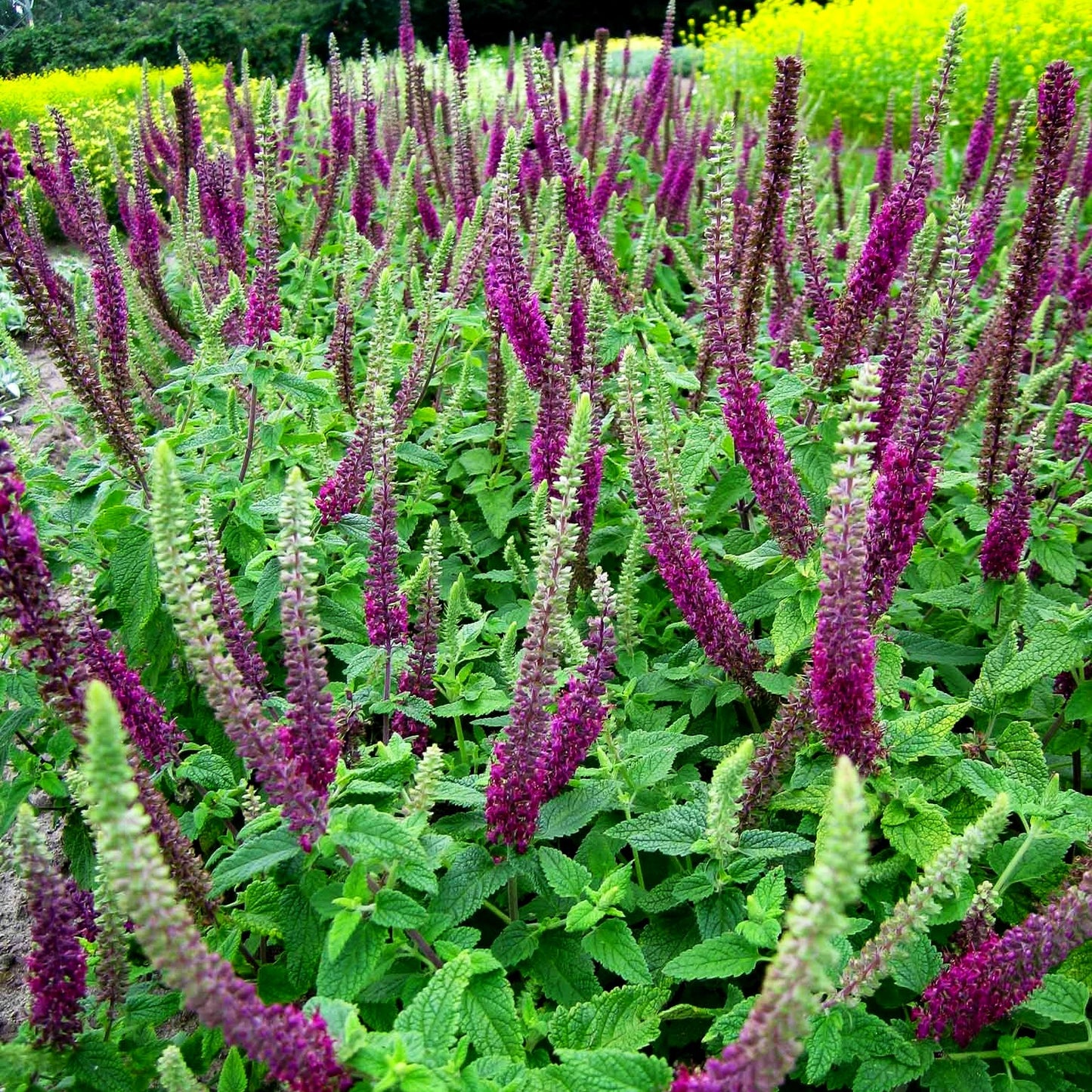 Kaukasus-Gamander 'Paradise Delight' (Teucrium hyrcanicum)