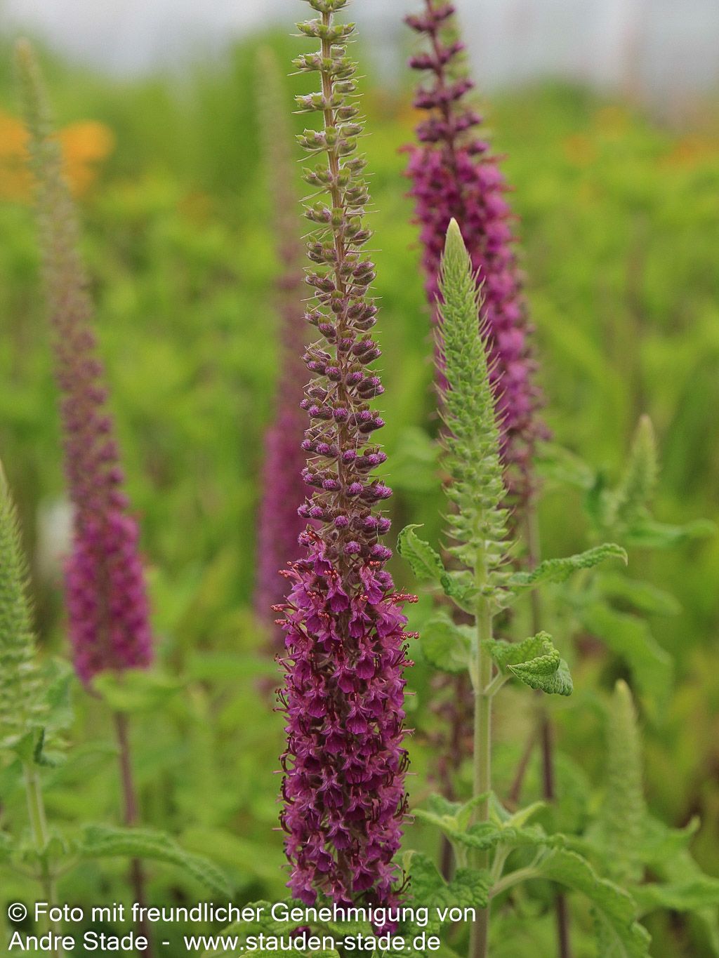 Kaukasus-Gamander 'Paradise Delight' (Teucrium hyrcanicum)