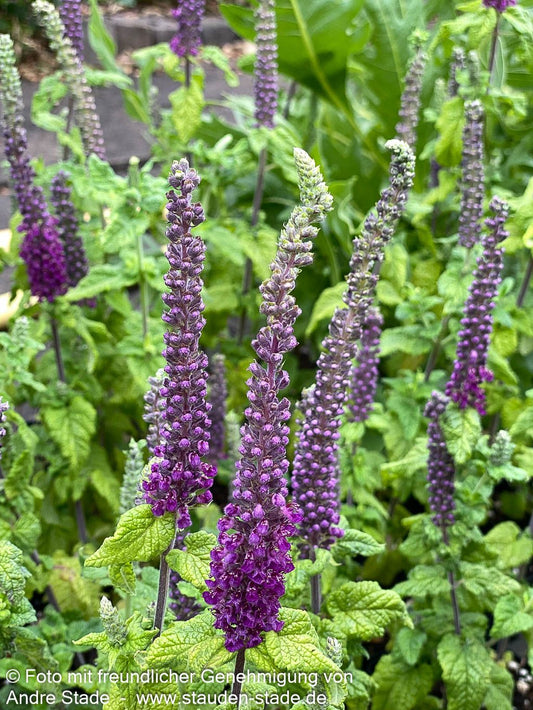 Kaukasus-Gamander (Teucrium hyrcanicum)