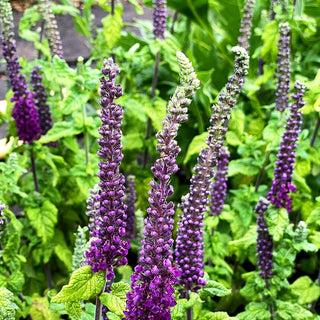 Kaukasus-Gamander (Teucrium hyrcanicum)