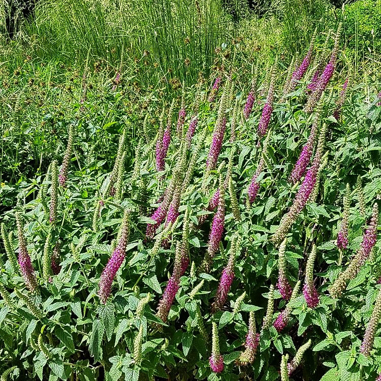 Kaukasus-Gamander (Teucrium hyrcanicum)