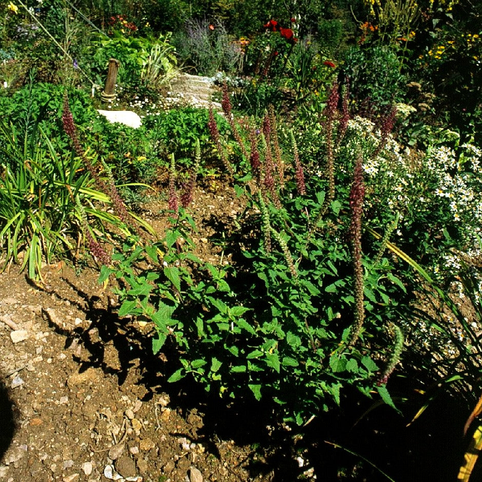 Kaukasus-Gamander (Teucrium hyrcanicum)