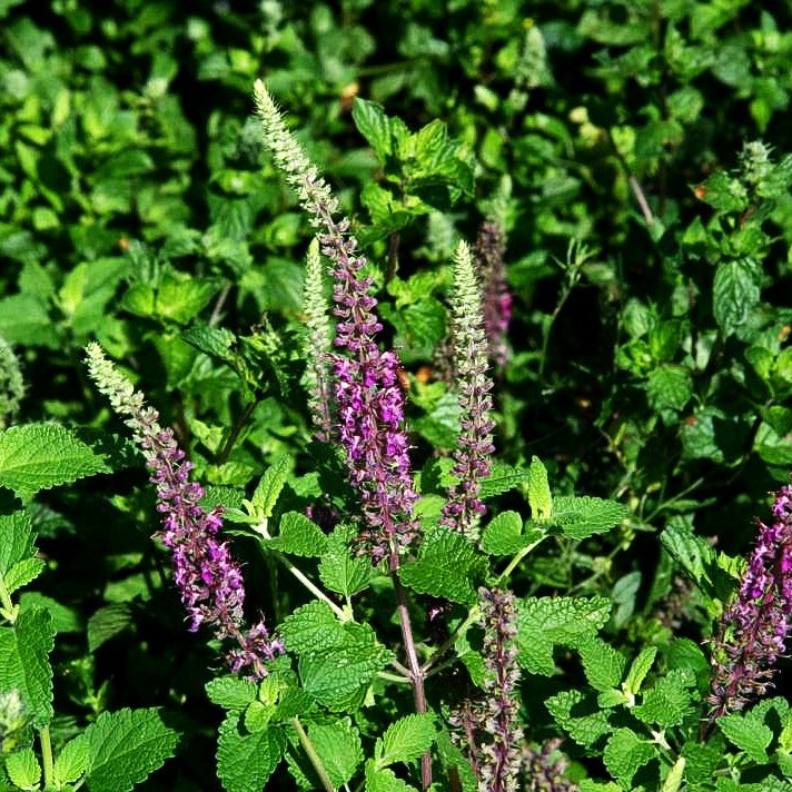 Kaukasus-Gamander (Teucrium hyrcanicum)