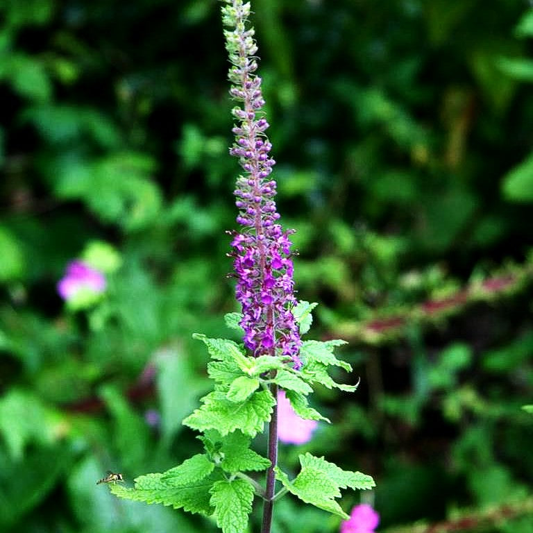 Kaukasus-Gamander (Teucrium hyrcanicum)