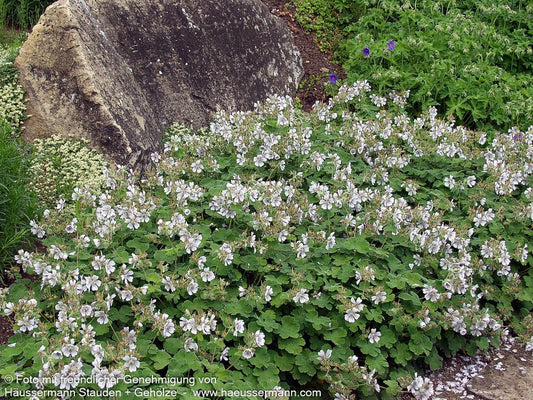 Kaukasus-Storchschnabel (Geranium renardii)