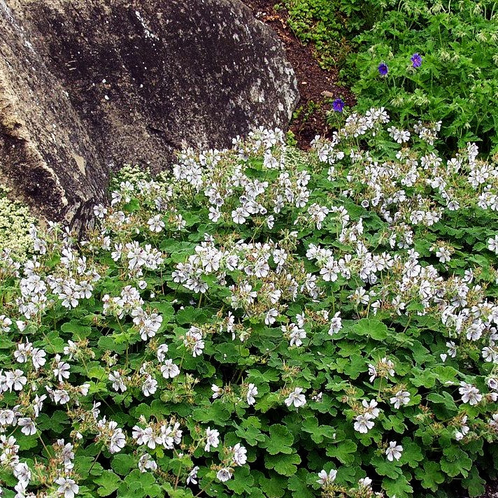 Kaukasus-Storchschnabel (Geranium renardii)