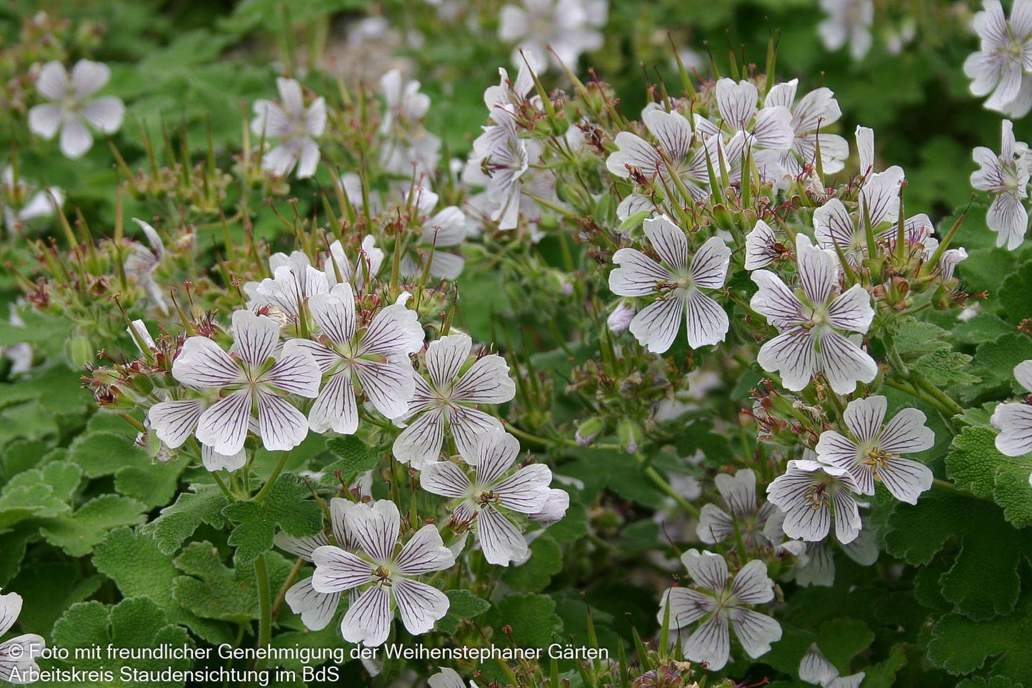 Kaukasus-Storchschnabel (Geranium renardii)