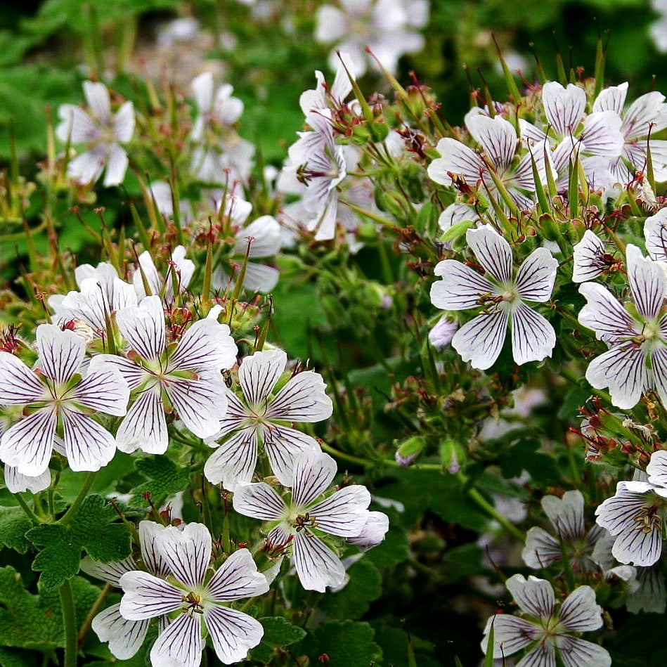Kaukasus-Storchschnabel (Geranium renardii)
