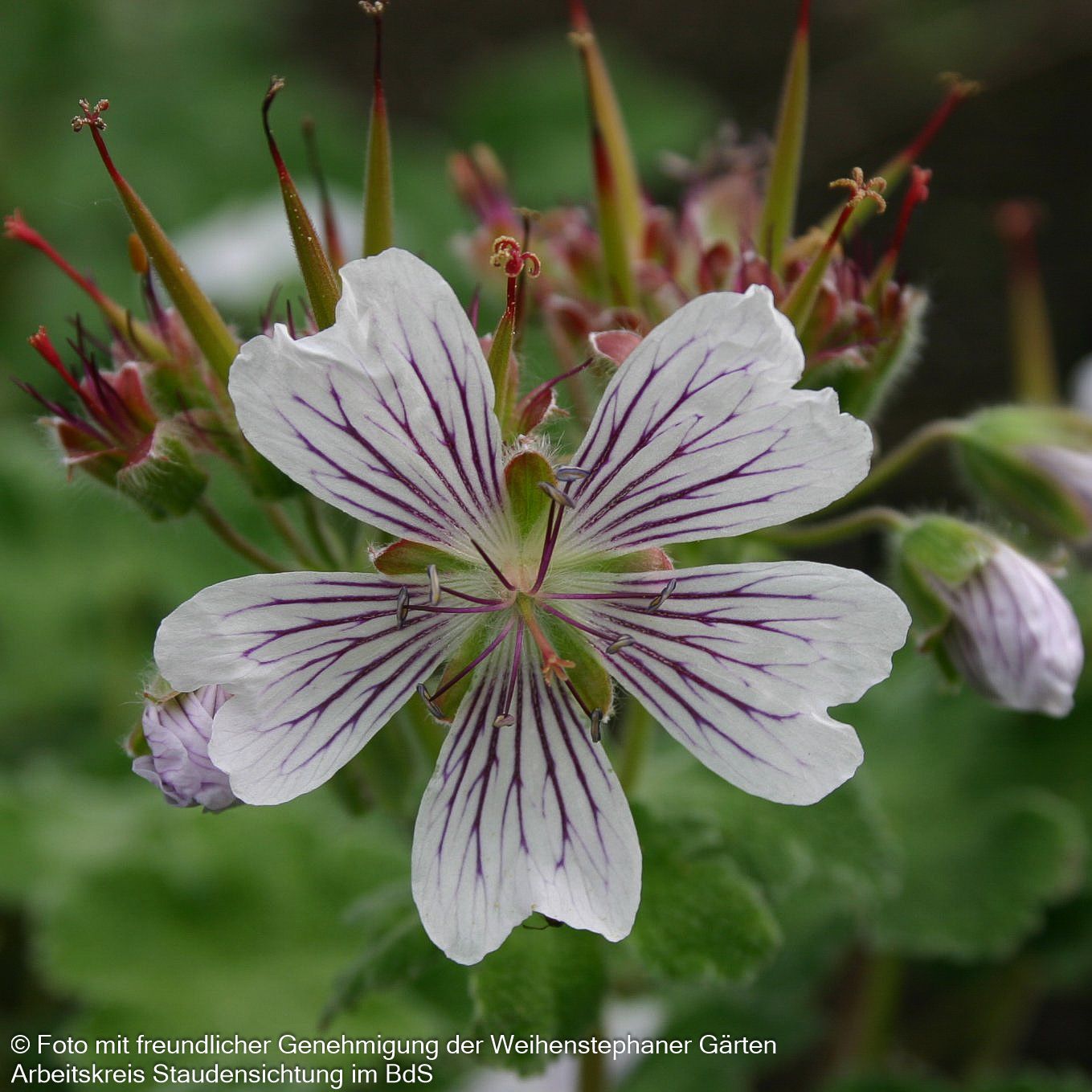 Kaukasus-Storchschnabel (Geranium renardii)