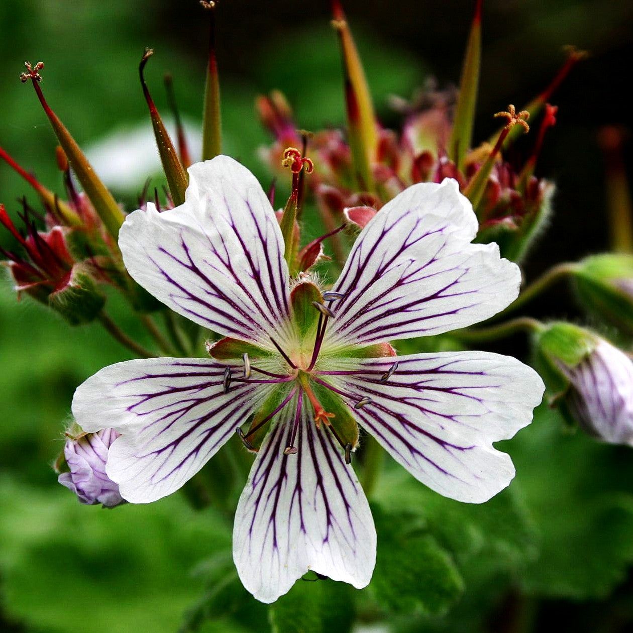 Kaukasus-Storchschnabel (Geranium renardii)
