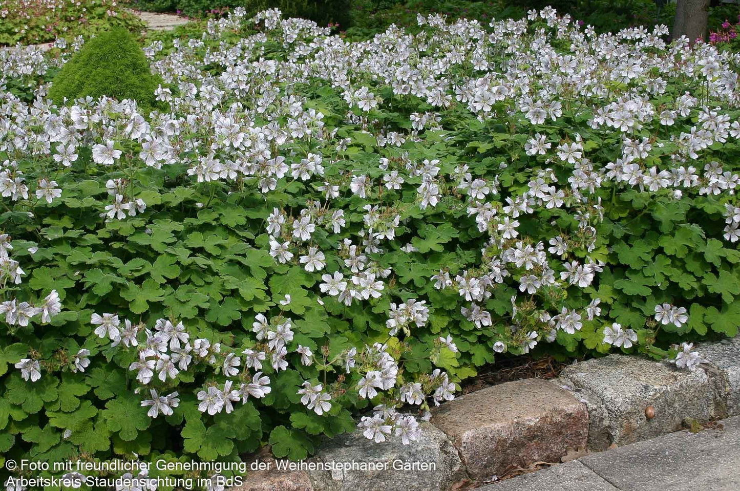 Kaukasus-Storchschnabel (Geranium renardii)
