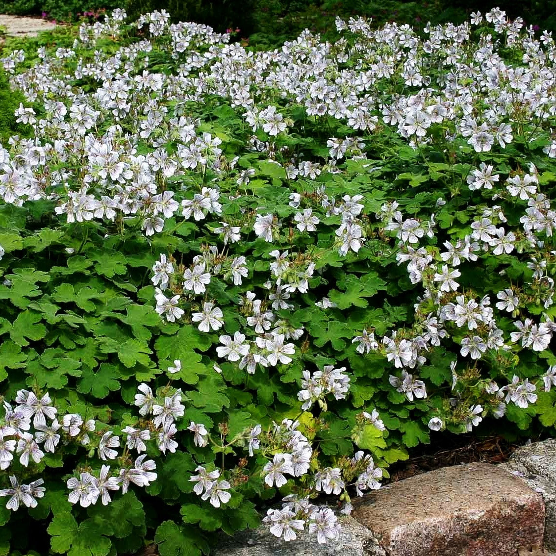 Kaukasus-Storchschnabel (Geranium renardii)