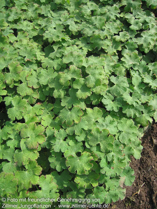 Kaukasus-Storchschnabel 'Philippe Vapelle' (Geranium renardii)