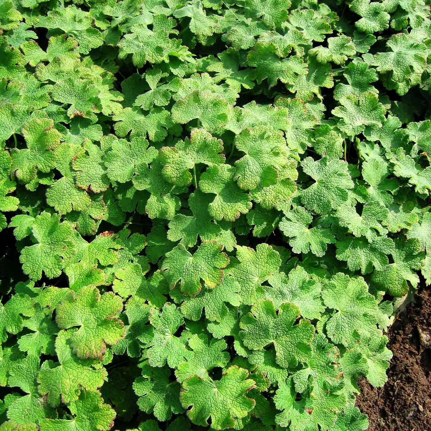 Kaukasus-Storchschnabel 'Philippe Vapelle' (Geranium renardii)