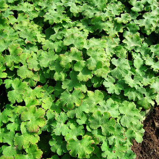 Kaukasus-Storchschnabel 'Philippe Vapelle' (Geranium renardii)