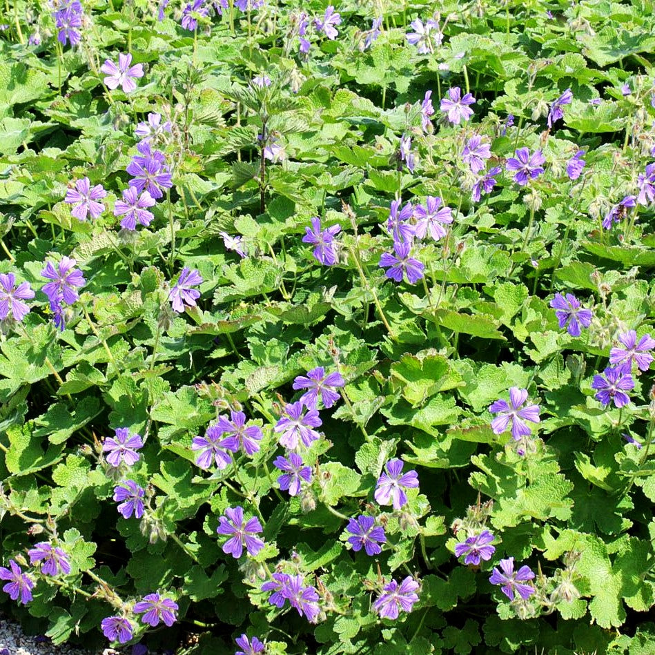 Kaukasus-Storchschnabel 'Philippe Vapelle' (Geranium renardii)