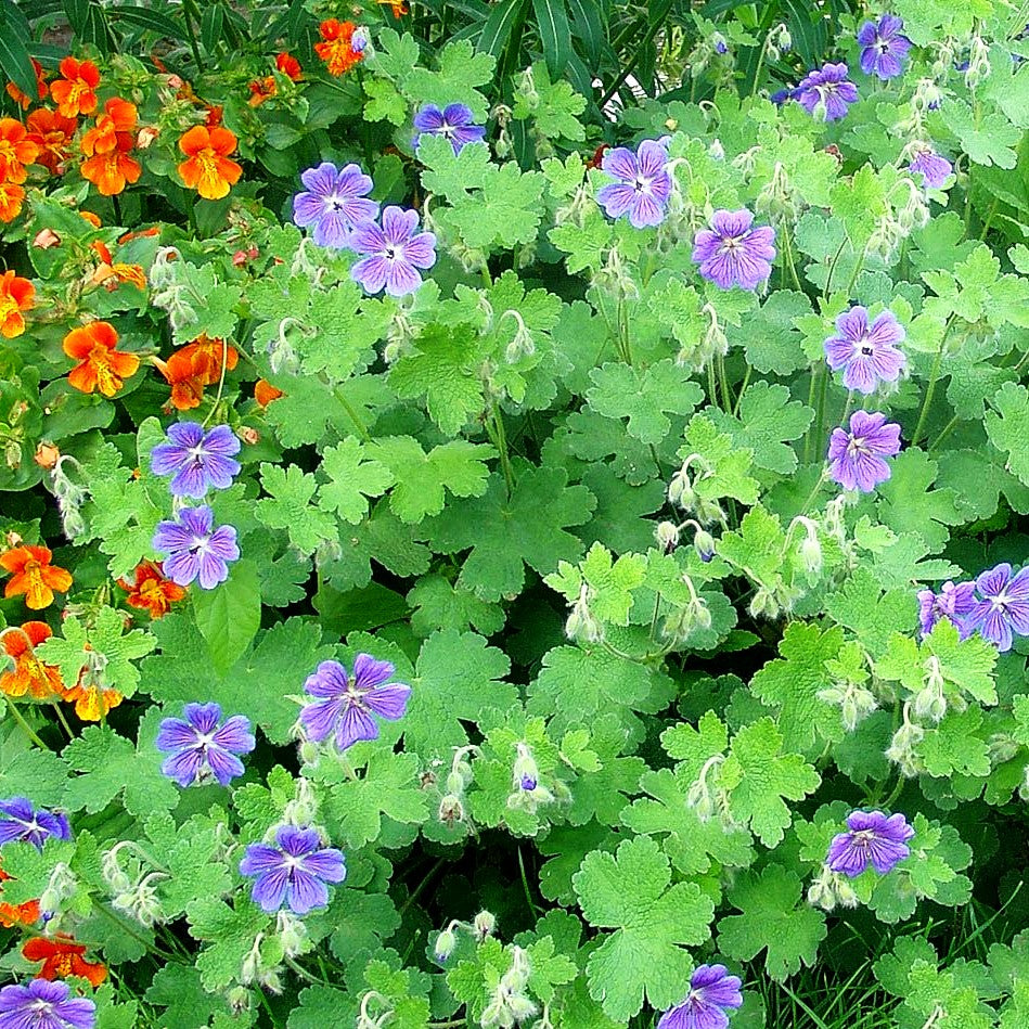 Kaukasus-Storchschnabel 'Philippe Vapelle' (Geranium renardii)