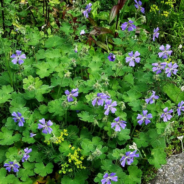 Kaukasus-Storchschnabel 'Philippe Vapelle' (Geranium renardii)
