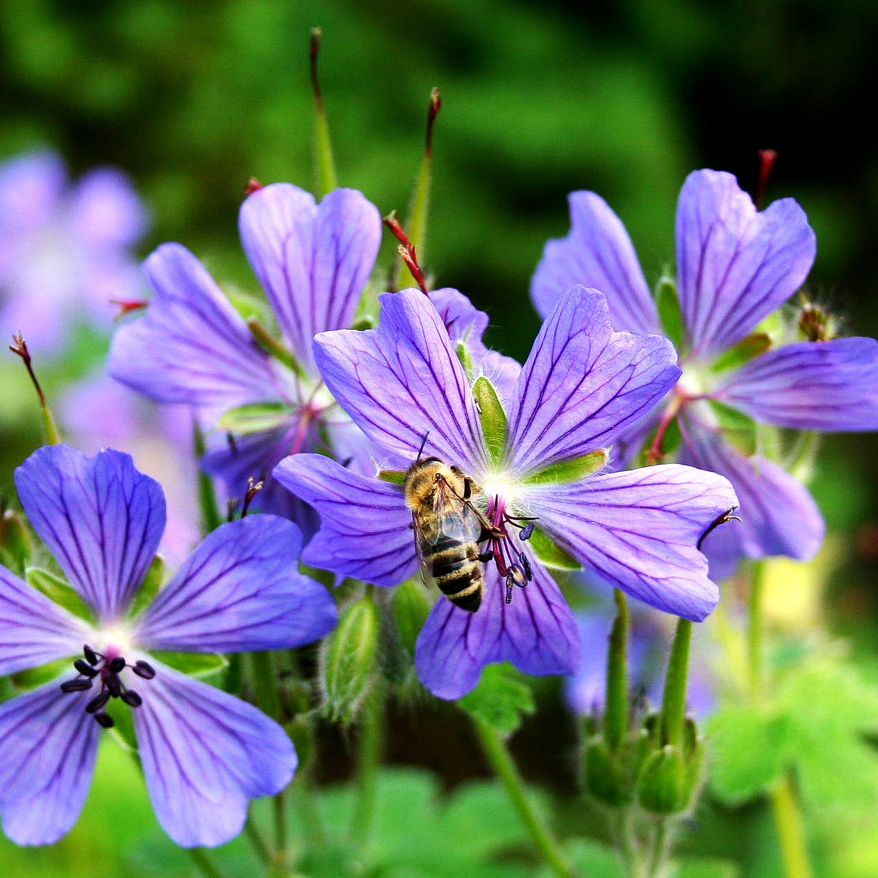 Kaukasus-Storchschnabel 'Philippe Vapelle' (Geranium renardii)