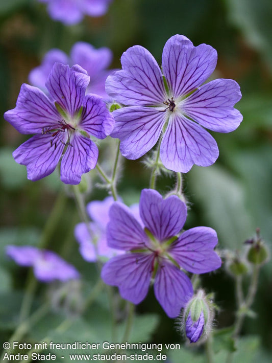 Kaukasus-Storchschnabel 'Terre Franche' (Geranium renardii)
