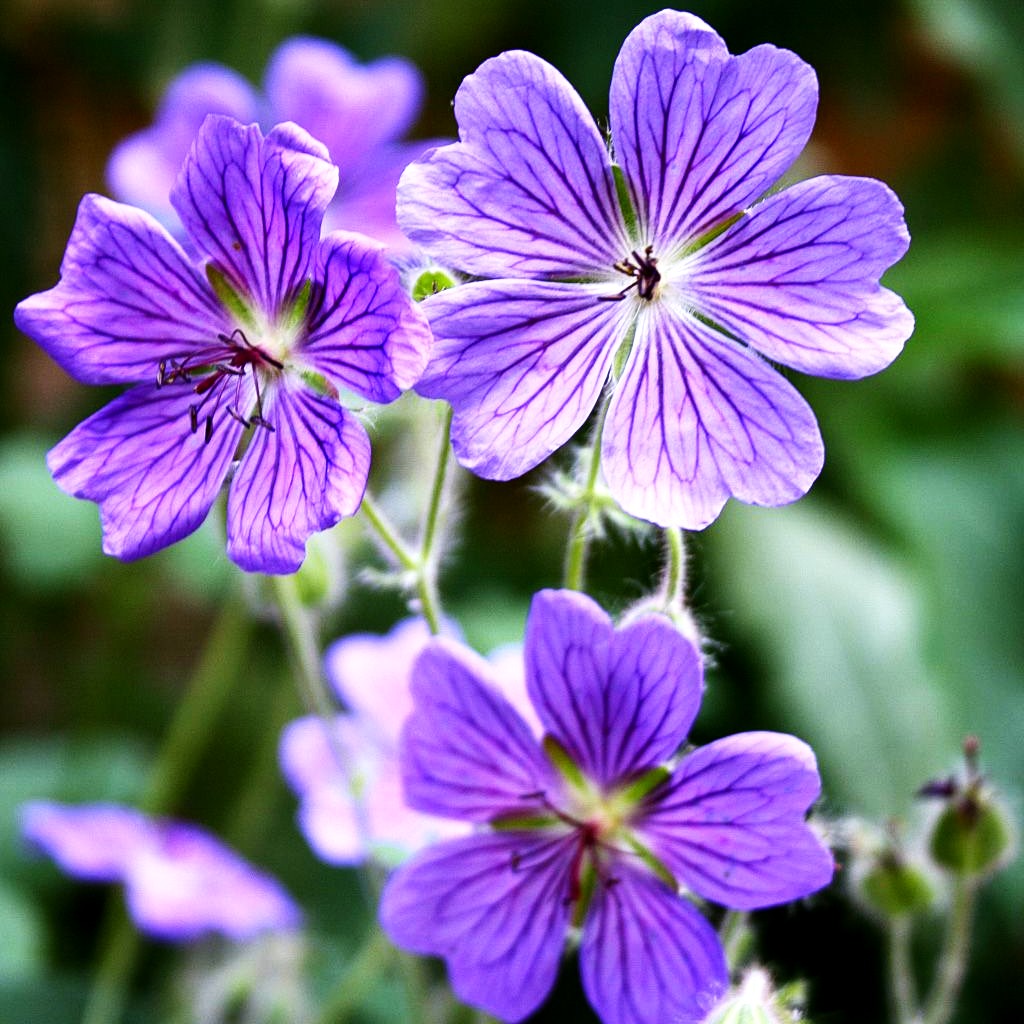 Kaukasus-Storchschnabel 'Terre Franche' (Geranium renardii)