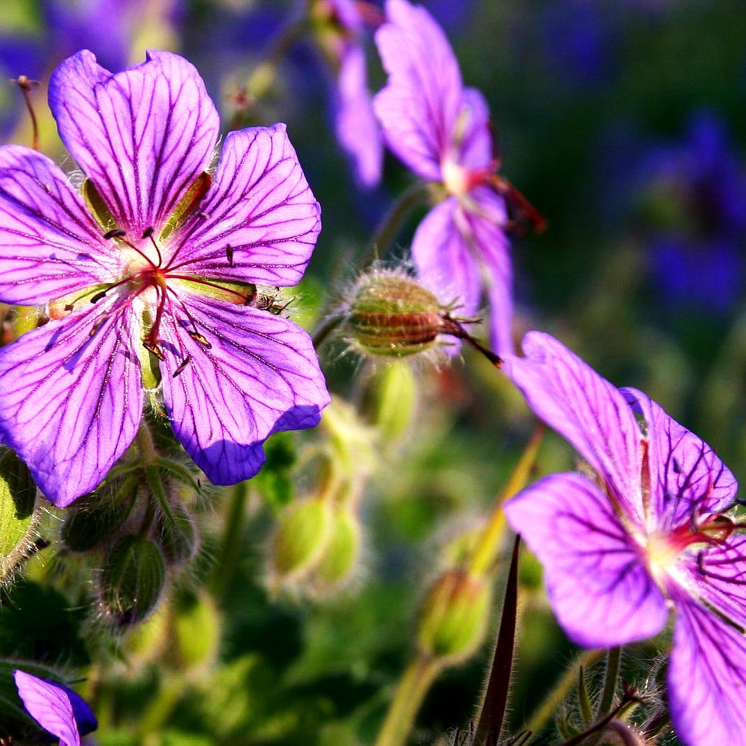 Kaukasus-Storchschnabel 'Terre Franche' (Geranium renardii)